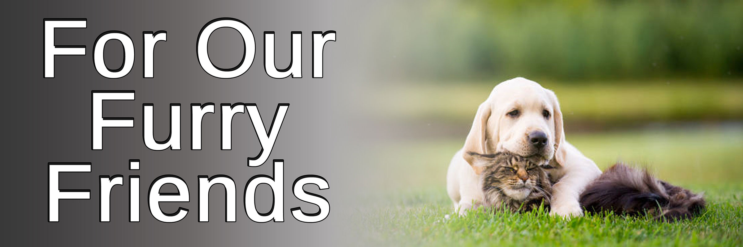 How to Choose the Best Pet ID Tag for Your Furry Friend?