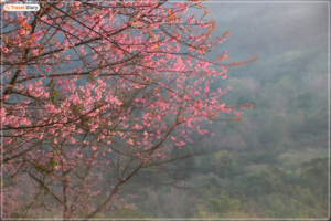 "Blossoming Beauty: Exploring the Enchanting Flower Valleys of India"