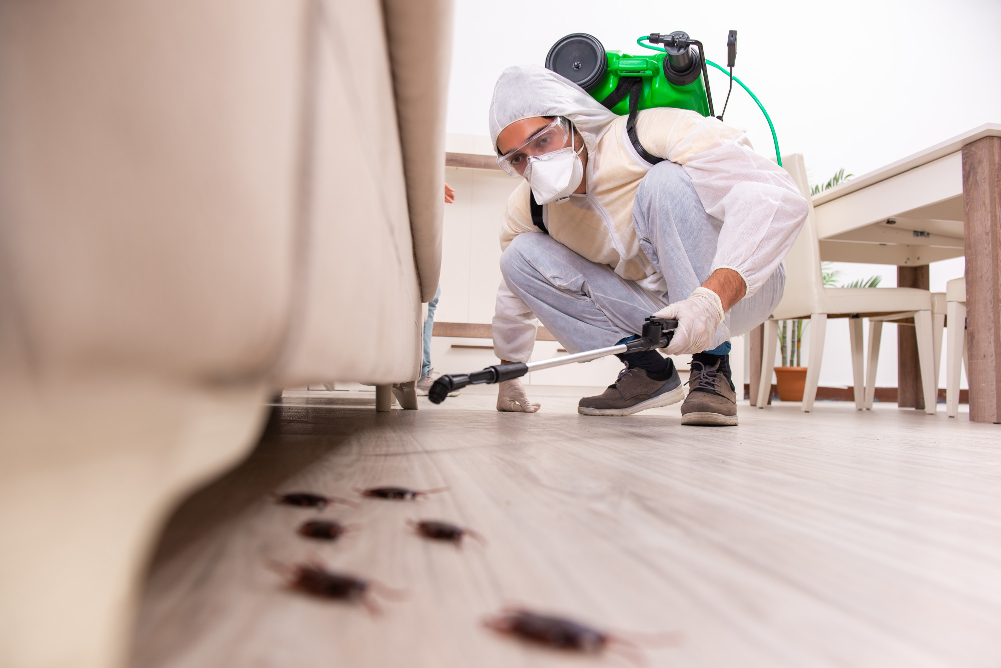 Pest Control Services in Lahore and Termite Treatment in Lahore