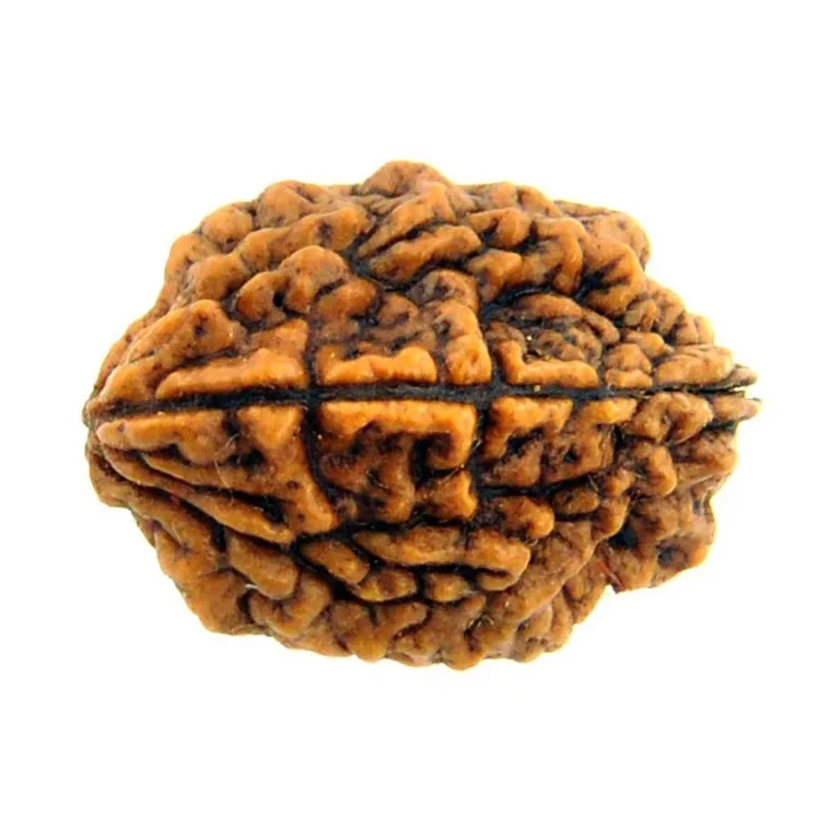 2 Mukhi Rudraksha: A Pathway To Inner Peace And Harmony