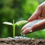 Global Fertilizer Market Size And Forecast Report 2024-2030