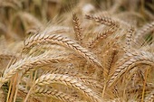 Global Wheat Market Size And Forecast Report 2024-2032