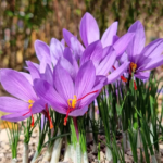 The Easy Steps to Grow Saffron