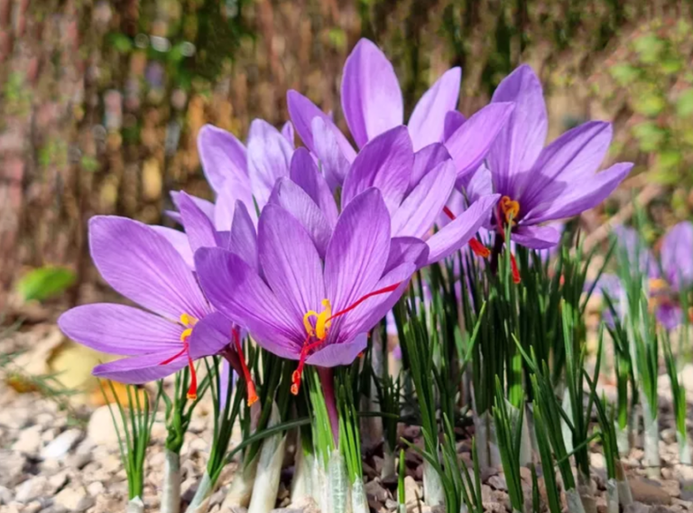 The Easy Steps to Grow Saffron