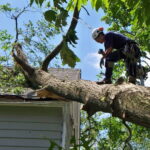 Need Tree Removal in Arlington, TX? Trusted Experts Ready to Help