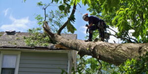 Need Tree Removal in Arlington, TX? Trusted Experts Ready to Help