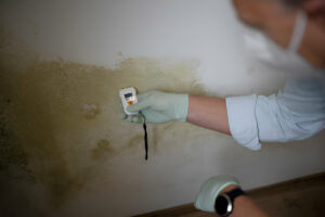 Mold Inspection