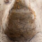 Complete Guide to Rhino Hunting in Africa | Ethical & Sustainable Safari Adventures