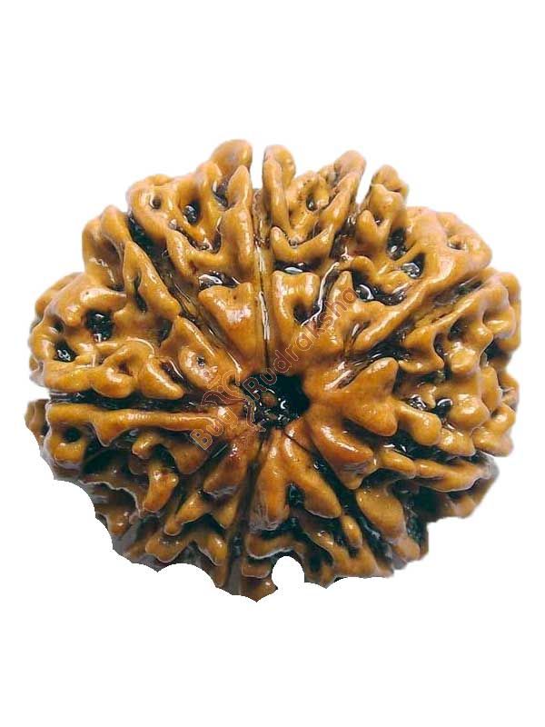 Rudraksha: The Sacred Seed That Transforms Lives