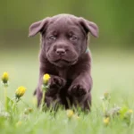 How to Prepare Your Home for a Labrador Retriever Puppy