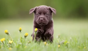 How to Prepare Your Home for a Labrador Retriever Puppy