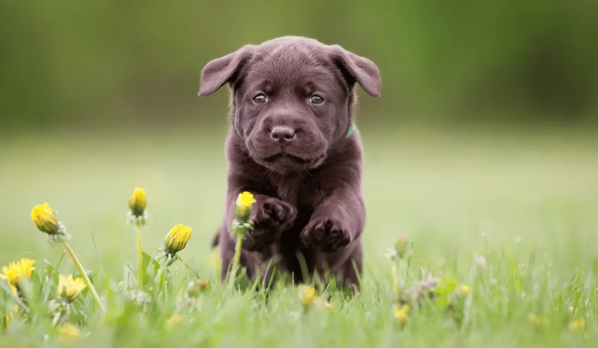 Labrador Retriever