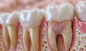 Root Canal Treatment: Key Facts and Insights