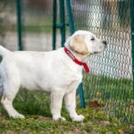 Common Behavioral Issues in Labrador Retriever Puppies and How to Solve Them