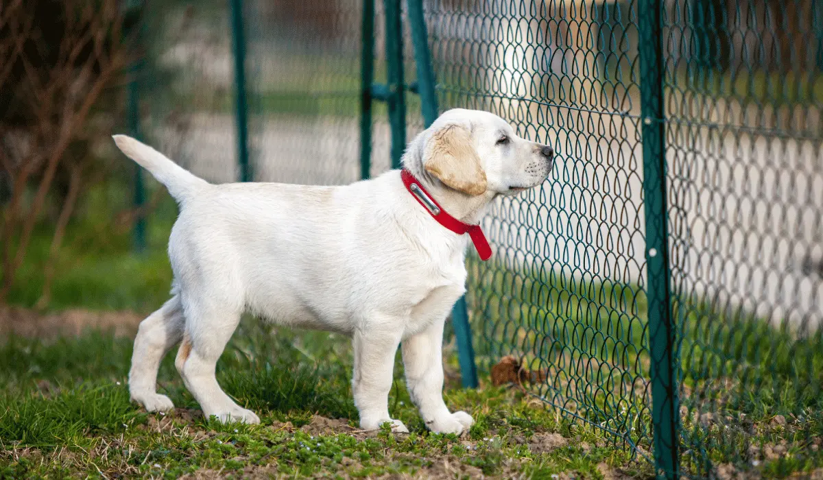 Labrador Retrievers