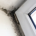 Mold Testing Pasadena Ensuring Healthy Indoor Air Quality for Your Home