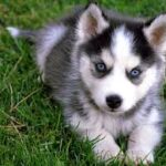 Grooming a Siberian Husky Puppy Tips and Tricks