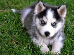 Grooming a Siberian Husky Puppy Tips and Tricks