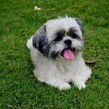 Shih Tzu Puppies Price in Kolkata: A Comprehensive Guide