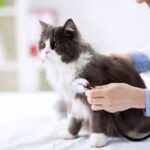 Where to Buy GS-441524: A Complete Guide for Cat Owners