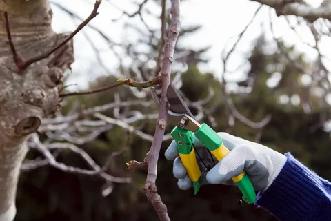 Tree Maintenance