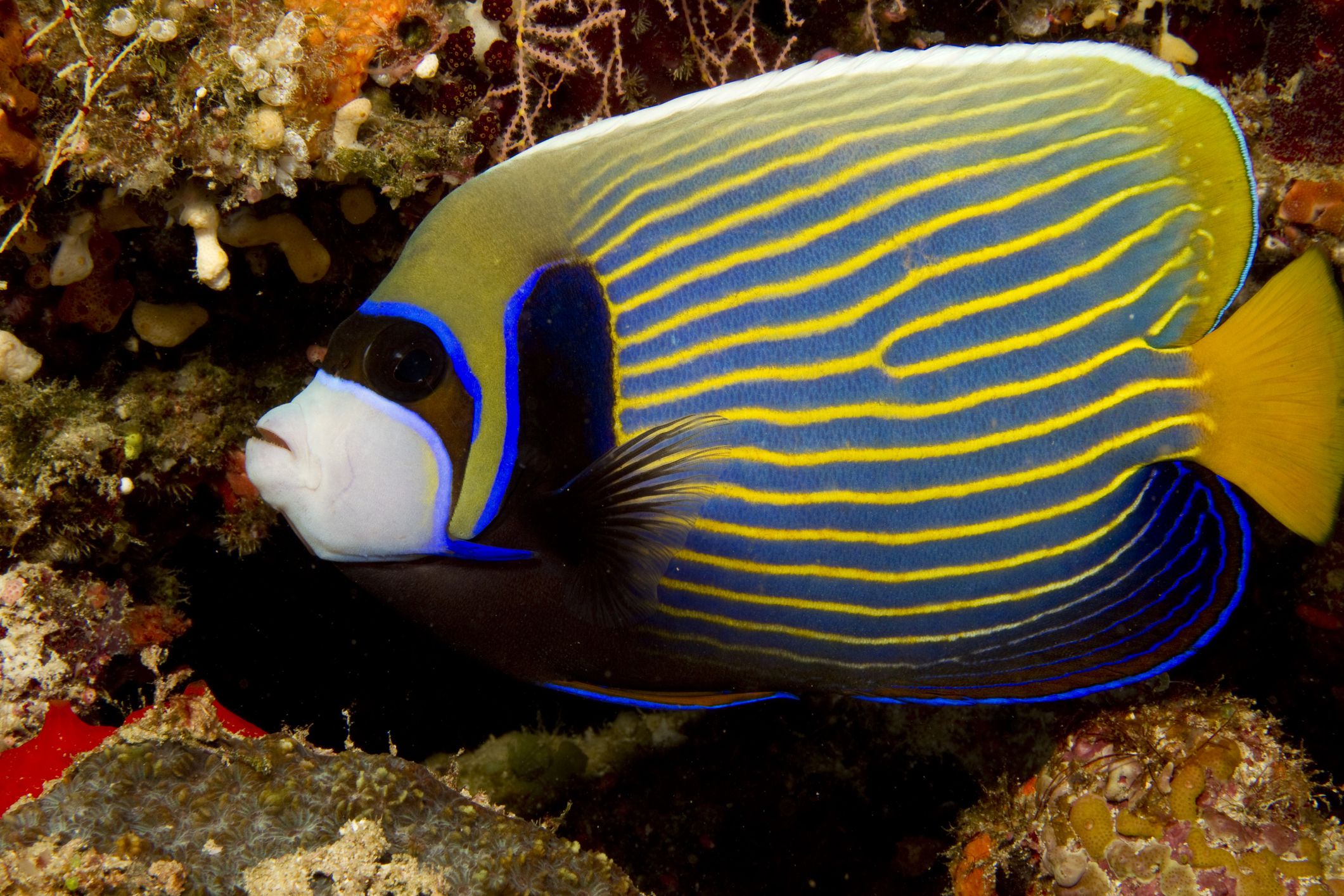 Emperor Angelfish for Sale
