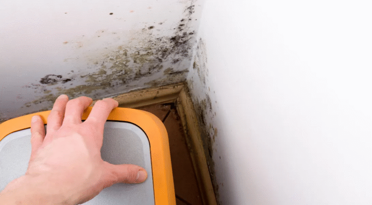 Keep Your Home Safe and Healthy with Mold Testing in Los Feliz