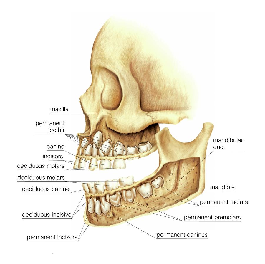 Baby Skull Teeth: Stages, Timeline, and What to Expect
