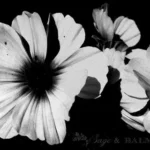 What Makes Black and White Photography Flowers So Captivating