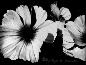 What Makes Black and White Photography Flowers So Captivating