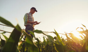 Iowa Farm Crop Insurance: A Complete Guide For Farmers