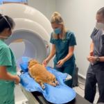 When Every Minute Counts: 24/7 Pet Clinic in Dubai