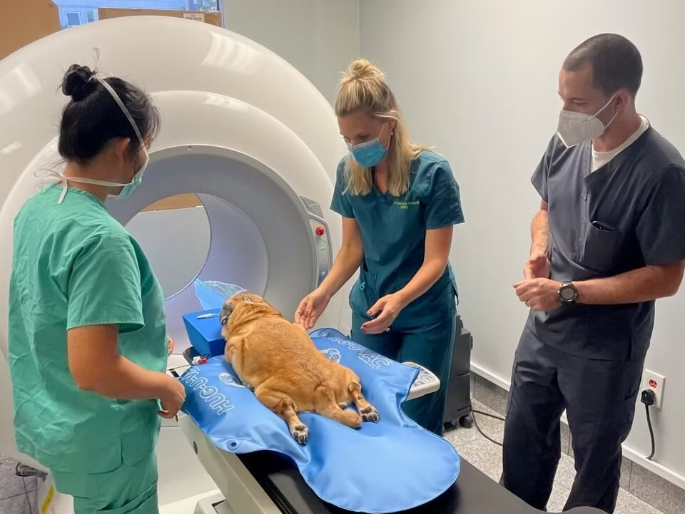 24/7 pet clinic in Dubai