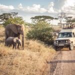 What Makes Safari Holidays So Unforgettable?