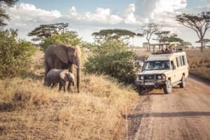 What Makes Safari Holidays So Unforgettable?