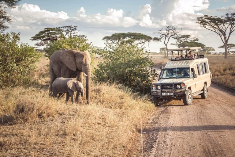 What Makes Safari Holidays So Unforgettable?