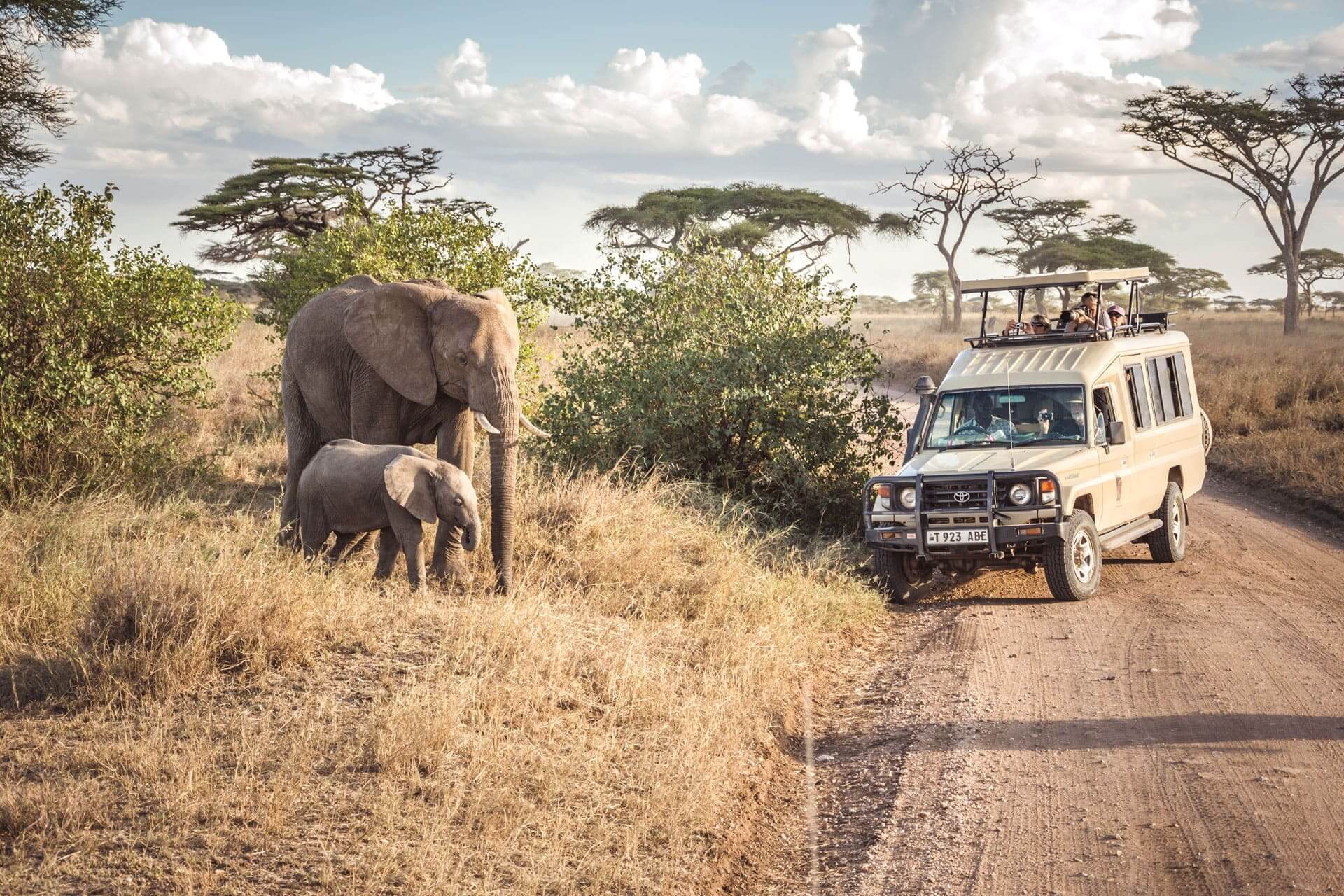 Safari Holidays