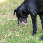 How to Stop Dog’s Vomiting Naturally and Safely at Home