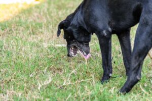 How to Stop Dog’s Vomiting Naturally and Safely at Home