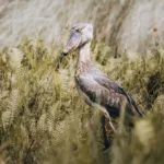 Tanzania Vacations: A Simple Guide to an Amazing African Adventure