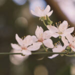 Compassionate Fertility Counselling and IVF Support in Sydney