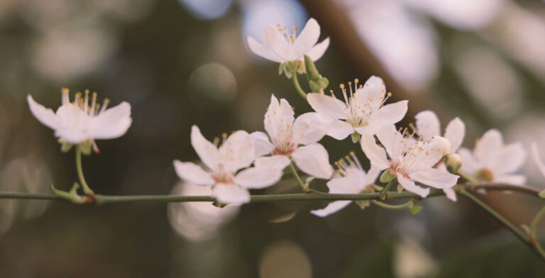 Compassionate Fertility Counselling and IVF Support in Sydney