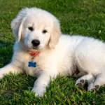 How Fast Can A Retriever Learn New Commands Well?