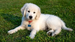 How Fast Can A Retriever Learn New Commands Well?