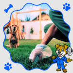 Professional Dog Poop Cleanup Services for a Cleaner and Healthier Yard