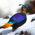Uttarakhand State Bird – The Magnificent Himalayan Monal