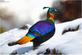 Uttarakhand State Bird – The Magnificent Himalayan Monal